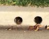 Drainage hole drilling